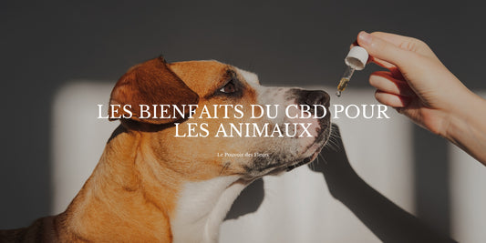 CBD pour les animaux