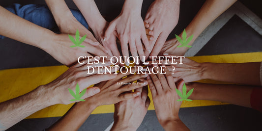Effet entourage CBD