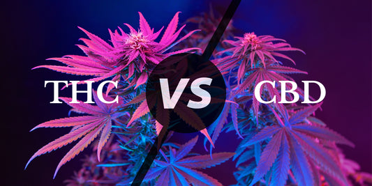 Différences CBD et THC